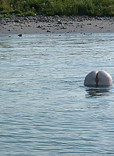 Sunbath photo 10 of 10