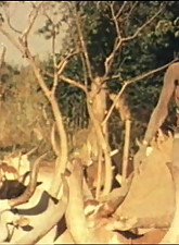 Shocking Africa photo 3 of 4