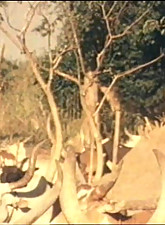 Shocking Africa photo 4 of 4